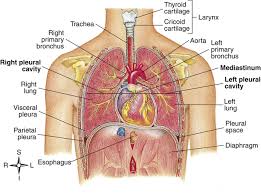 2.768 foto e immagini di anatomy of the chest organs. The Lungs And Chest Wall Clinical Gate
