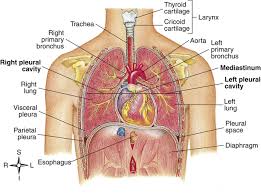 This anatomical midline can be useful in assessing for symmetry in breast augmentation or in performing a median sternotomy. The Lungs And Chest Wall Clinical Gate