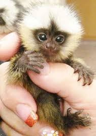 How much does the cage cost? 4 500 Pet Thumb Monkeys Are All The Rage In China Pet Monkey Monkeys For Sale Cute Baby Animals