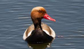 A spectacularly marked, sociable, noisy waterfowl. 13 Ducks And Other Birds With Red Beaks Farmhouse Guide