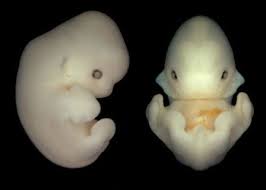 Amazing Photos Of Animals Still In The Womb Page 22 Bat Animal Animal Photo Animals