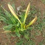 Image result for Crinum ornatum (Aiton) Herb.