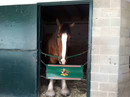 caring for the budweiser clydesdales