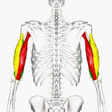 So, for the most accurate results, take. Arm Muscles And Calisthenics Arm Workout Unmeasuredfitness