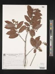 Image result for Hirtella zanzibarica