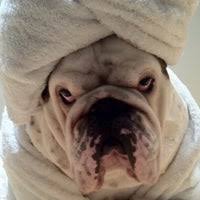 See more of global pet foods on facebook. Global Pet Foods Liberty Village 1 Tip