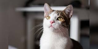 Primary liver cancer is rare, comprising less than two percent of all cancer since the clinical signs of hepatic neoplasia can be quite vague, the physical exam is an important diagnostic tool. Liver Cancer Archives Veterinary Practice News