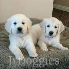 Located in agoura hills, ca, 3 oaks english golden retrievers breeds gorgeous puppies who can't wait to meet their new. English Golden Retrievers In California Jrdoggies Goldens Home Facebook