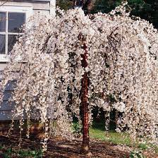 Weeping flowering trees zone 4. Add Landscape Interest With Weeping Trees Better Homes Gardens