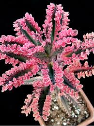 Kalanchoe Pink Butterflies Plants Planting Succulents Succulents