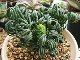 くるくるの葉がかわいい植物 アルブカの紹介 育て方 人気の種類 ゆるぷ