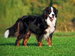 Bis zu 65cm gewicht ( ) : Berner Sennenhund 2020 Charakter Wesen Hunde Fan De