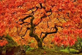 Northwood maple tree planting instructions. Japanese Maple Tree Care Growing Tips Horticulture Co Uk