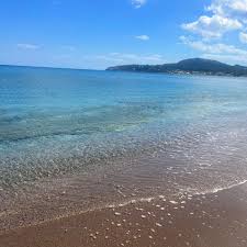 Image result for Sorindeia rhodesica