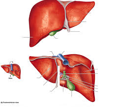 We did not find results for: Gross Anatomy Of The Liver Diagram Quizlet