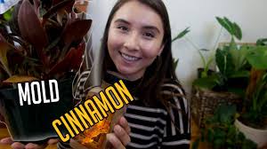 We did not find results for: Getting Rid Of White Mold In Houseplant Soil Youtube