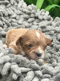 Stud fee or pol depending on female. Precious Cavapoo Puppies See Who S Available Preciousdoodledogs Com Cavapoos Precious Doodle Doodle Dog Breeds Cavapoo Puppies Cavapoo Puppies For Sale