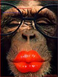 Makeup Br Funny Animal Faces Monkeys Funny Monkey Pictures