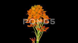 Growing Opening And Rotating Orange African Lily With Alpha Channel Stock Footage Orange African Rotating Growing African Lily Growing Orange