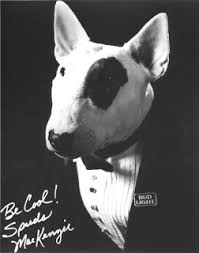 He was also named as the author of a book entitled where's master?, published a month after edward vii's death. Famous Dogs In History Honey Tree Evil Eye Better Known As Spuds Mackenzie Famous Dogs Bull Terrier English Bull Terriers