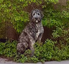 If your looking to adopt or buy a irish wolfhound. Puppy Irish Wolfhound Poodle Mix Novocom Top