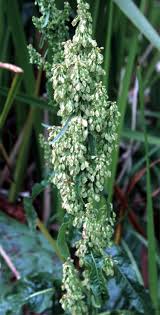Image result for Rumex
