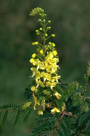 Image result for Caesalpinia decapetala