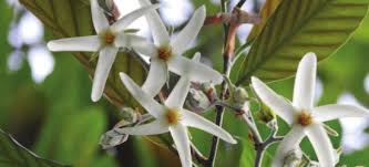 Image result for Monotes dasyanthus