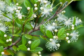 Image result for Myrtaceae