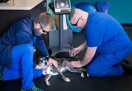 15 banks ave, asheville, nc 28801. All Pets Animal Hospital And Rehabilitation Center Asheville Nc 28804 Our Services Laser Therapy