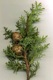 Image result for Cupressus sempervirens