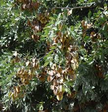 Image result for Combretum zeyheri