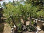 Untuk bonsai anggur brasil memang langka, jadi memang mahal, kata riki. Bonsai Asam Jawa Sulit Ditemukan Di Kalimantan Sebaliknya Cucur Atap Sulit Ditemukan Di Jawa Banjarmasin Post