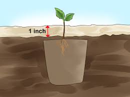 Fuji tree crabapple pink apples blossoms sprout fruit crabapples well spring peirce whether they clouds gardens pam. 3 Ways To Plant Apple Seeds Wikihow