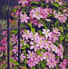 Clematis comtesse de bouchard pruning group. Clematis Comtesse De Bouchaud Degroot