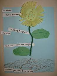 Plants Plants Plants Award Plants Kindergarten Kindergarten Crafts Plant Unit Kindergarten