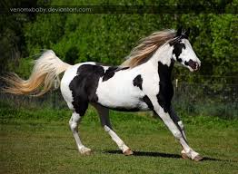 Black And White Paint Horses For Sale In Colorado Pin On Horses