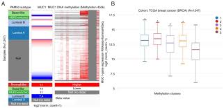 Overexpression Of Muc1 Predicts Poor Prognosis In Patients