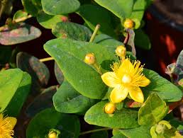 Iperico, la pianta che migliora l'umore: Hypericum Inodorum Magical Pumpkin V19 Iperico