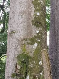 Image result for Antiaris toxicaria