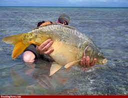 big fish big fish pictures high resolution gallery fish big fish marine fish