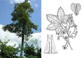 Image result for Triplochiton