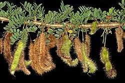Image result for Ormocarpum trichocarpum