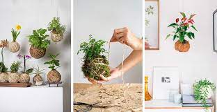 Piante giapponesi da interno per l'arte giapponese dei kokedama | wall street international. Kokedama Giapponesi Cosa Sono E Come Realizzarli Ispirando