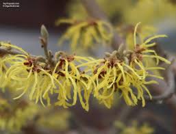 Image result for Hamamelis mollisi
