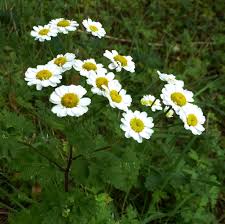 Image result for Scleria schimperiana