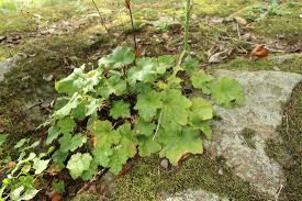 Image result for heuchera americana