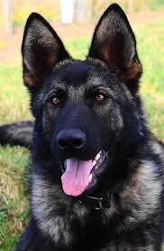 Fees for german shepherd dogs and puppies adopted from a gsd rescue vary but you can always find out by doing online research or by calling or emailing the gsd rescue organization for more information. Sarskilda Kennels German Shepherds Working Line Shepherds Nz Breeders Working Line Shepherds Wa Sable German Shepherd Shepherd Puppies German Shepherd Dogs