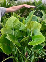 Image result for Alocasia odora