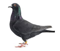 Black And White Pigeon Name Pin On Pigeons